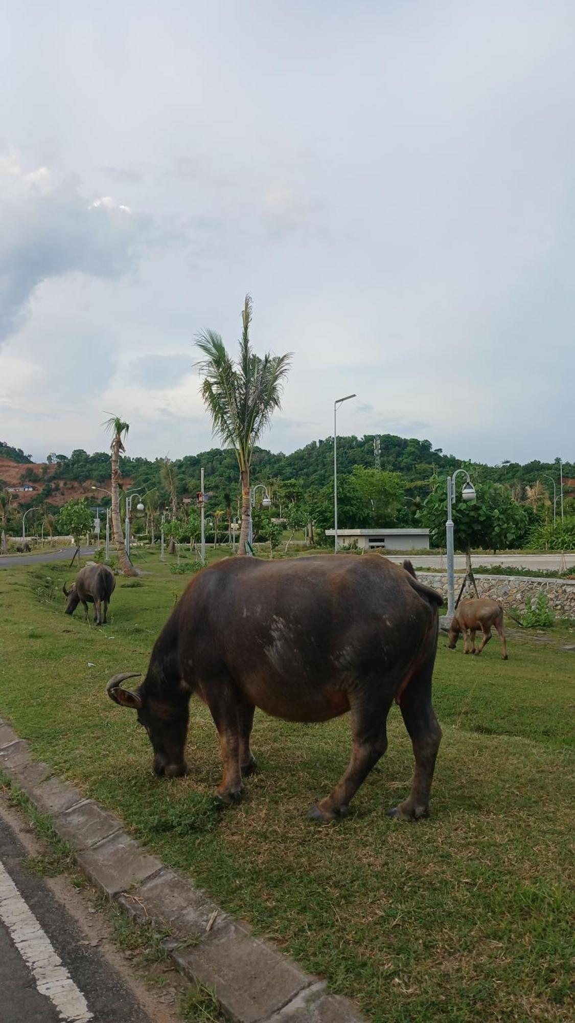 Roby Homestay *